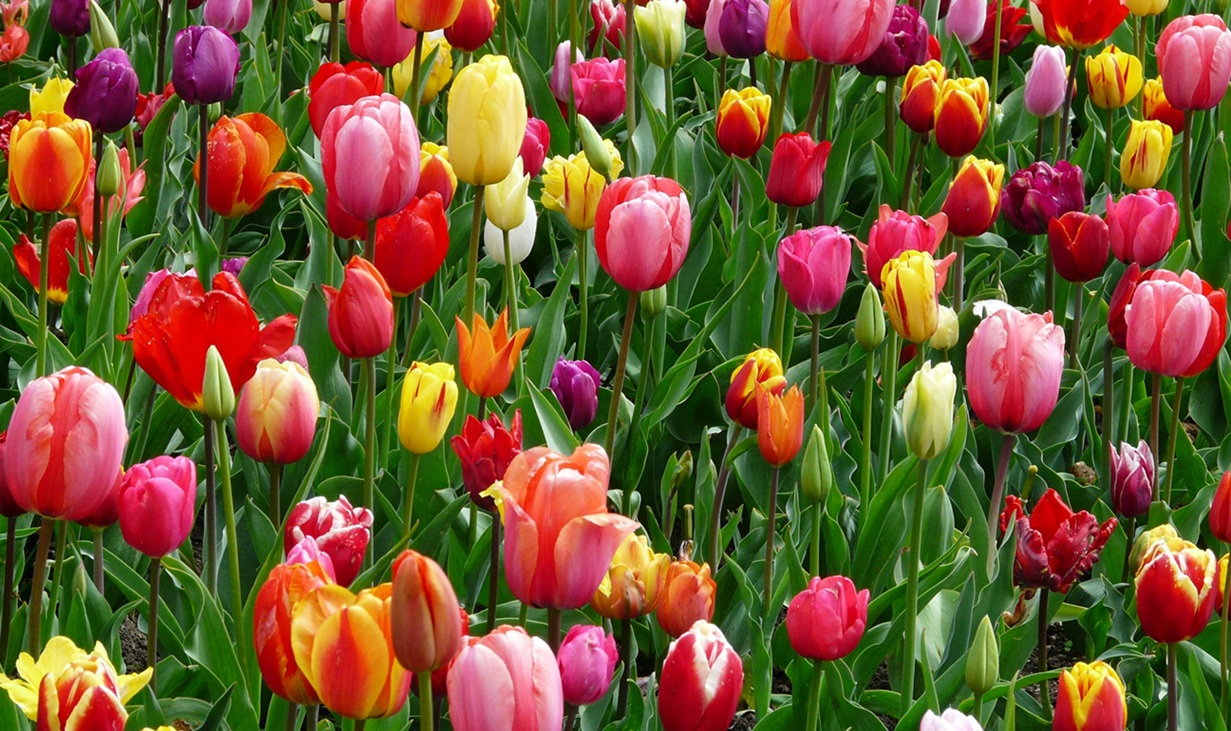 Le cri du cœur de cette fleuriste cambriolée dans le Nord